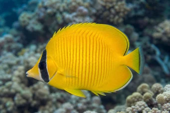 Chaetodon semilarvatus Poisson-masque