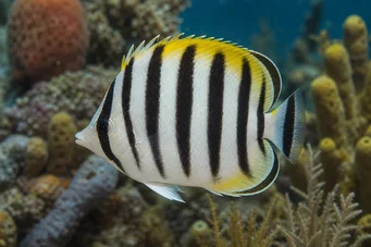 Chaetodon striatus Chétodon zèbre ou barré