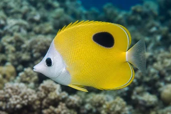 Chaetodon unimaculatus Chétodon à grand ocelle