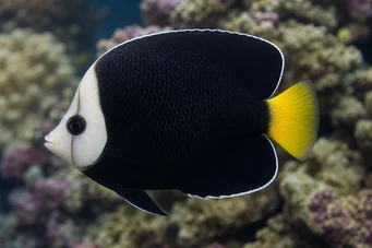 Chaetodontoplus melanosoma Poisson-ange brun