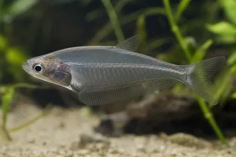 Chanda ranga Poisson de verre