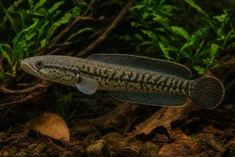 Channa asiatica Channa asiatica