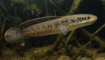 Channa micropeltes Snake head