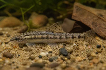 Characidium brevirostre Characidium à nez court