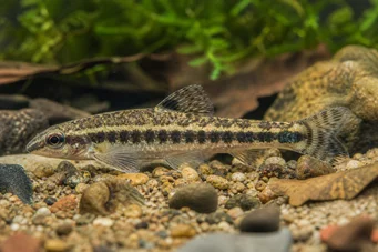 Characidium fasciatum Characidium fascié