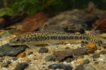 Characidium rachovii Tétra-plongeur de Rachov