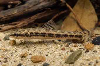 Characidium sp. aff. fasciatum Tétra-plongeur du Rio Negro