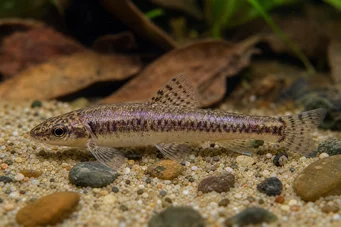 Characidium sp. C. purpuratum Characidium sp. C. purpuratum
