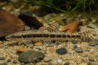 Characidium steindachneri Tétra-plongeur tacheté