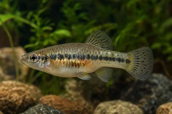 Characodon audax Characodon audax