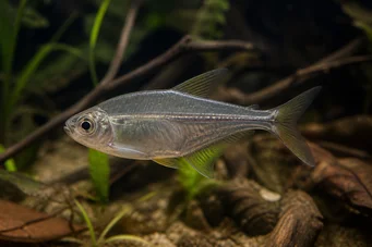 Charax pauciradiatus (Charax cynocéphale)
