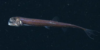 Chauliodus sloani Vipère marine