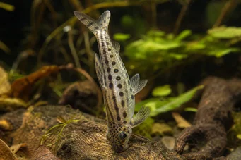 Chilodus punctatus Tête en bas
