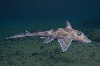 Chimaera monstrosa Chimère