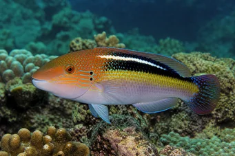 Choerodon sp Poisson-arlequin