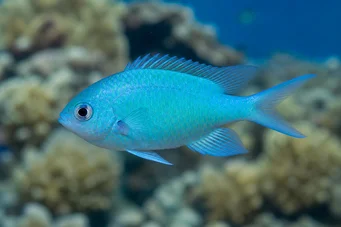 Chromis caerulea Chromis vert