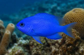 Chromis cyanea Demoiselle bleue