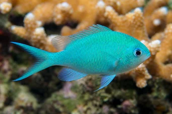 Chromis viridis Castagnole verte