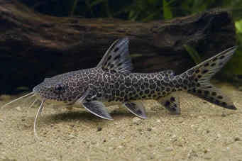 Chrysichthys ornatus Chrysichthys ornatus