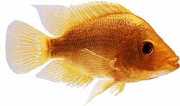 Cichlasoma citrinellum Diable rouge