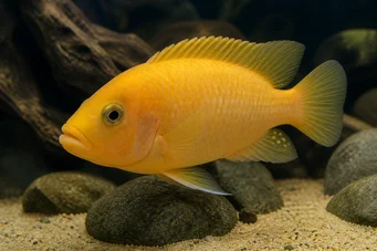 Cichlasoma citrinellum Diable rouge