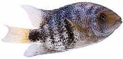 Cichlasoma maculicauda Cichlasoma maculicauda
