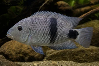 Cichlasoma maculicauda Cichlasoma maculicauda