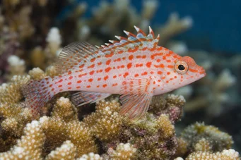 Cirrhitichthys oxycephalus Poisson-faucon à tête fine
