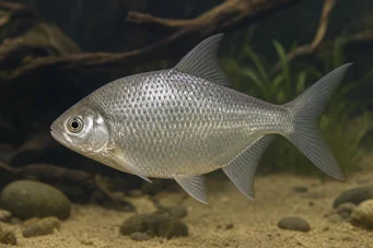 Citharinus congicus Citharine du Congo