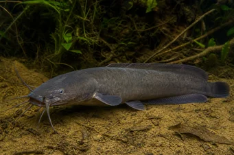Clarias batrachus Poisson-chat marcheur