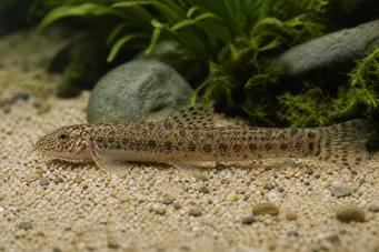 Cobitis biwae Loche du Japon