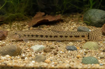 Cobitis taenia Loche de rivière