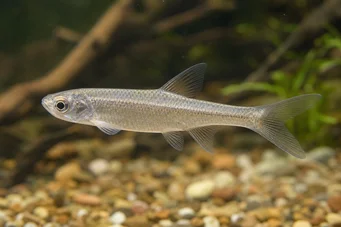Coelurichthys microlepis Tétra croasseur à petites écailles, barberos
