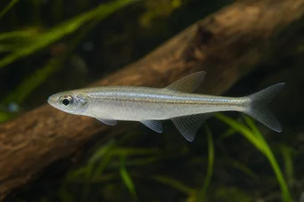 Coelurichthys tenuis Tétra tenuis, tétra-barberos