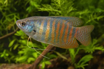 Colisa fasciata Colisa géant