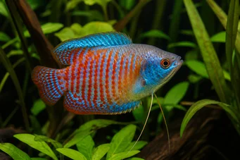 Trichogaster lalius Gourami colisa lalia
