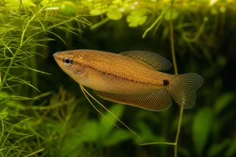 Colisa sota Gourami miel