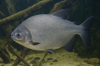 Colossoma bidens Pacu