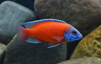 Copadichromis borleyi kadango Copadichromis borleyi kadango
