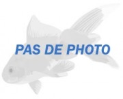 Copella arnoldi Characin arroseur