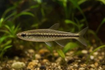 Copella meinkeni copella meinkeni