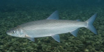 Coregonus peled Corégone péled