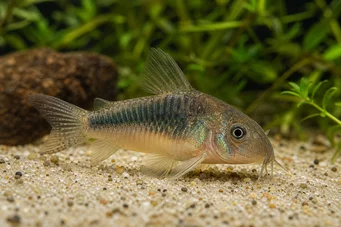 Corydoras aeneus Corydoras métallisé