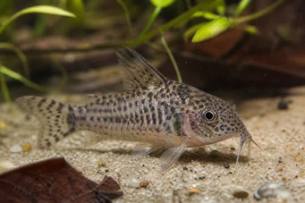 Corydoras garbei Corydoras noir et blanc