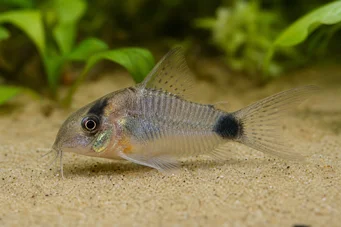 Corydoras hastatus Corydoras nain argenté