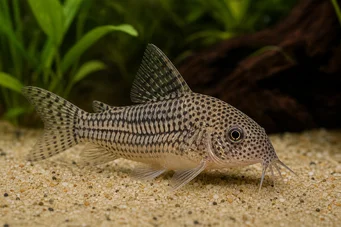 Corydoras julii Corydoras léopard