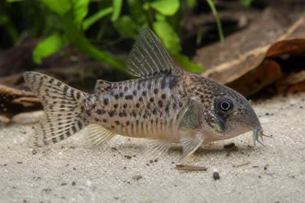 Corydoras latus Corydoras à reflet
