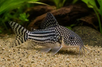 Corydoras leucomelas Corydoras leucomelas