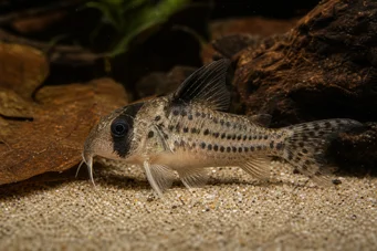 Corydoras melanistius Corydoras, fouilleur, femme de ménage