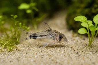 Corydoras pygmaeus Corydoras pygmée